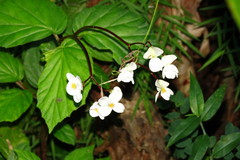 Begonia decandra