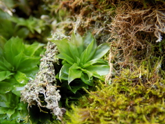 Rhodobryum