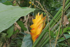 Heliconia caribaea