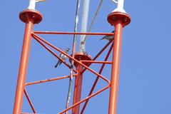 Gymnoris xanthocollis
