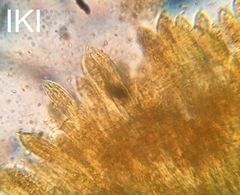 Coccomyces strobi