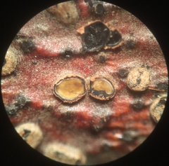 Coccomyces strobi