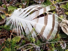 Chloephaga rubidiceps