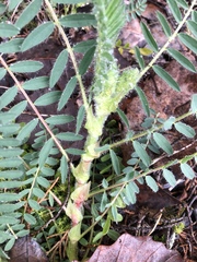 Astragalus tennesseensis