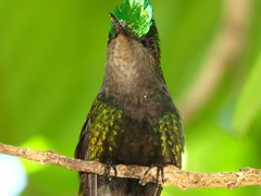 Orthorhyncus cristatus