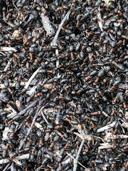 Formica polyctena × rufa