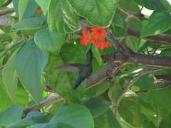 Eulampis holosericeus