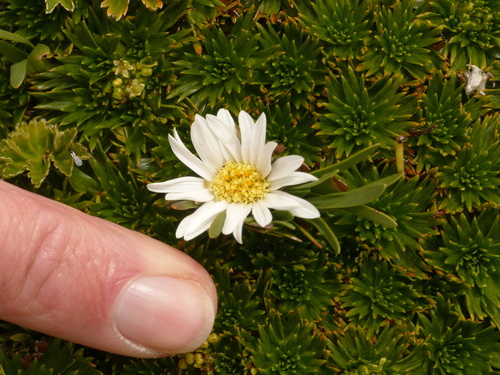 Flor de puna