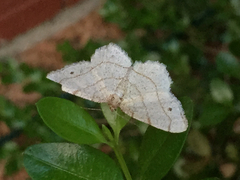 Trigrammia quadrinotaria