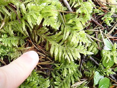 Homalothecium megaptilum