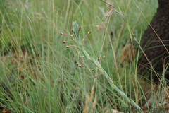 Zaluzianskya elongata