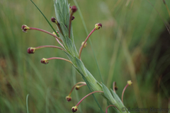 Zaluzianskya elongata