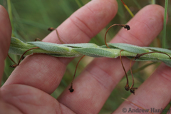 Zaluzianskya elongata