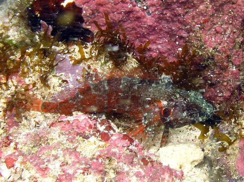 Mimic blenny (Gobioclinus guppyi) — Labrisomidae