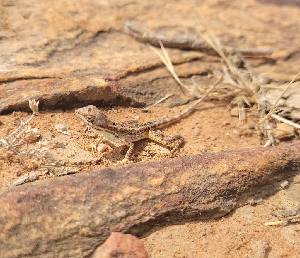 Nagarjuna Sagar Fan-Throated Lizard