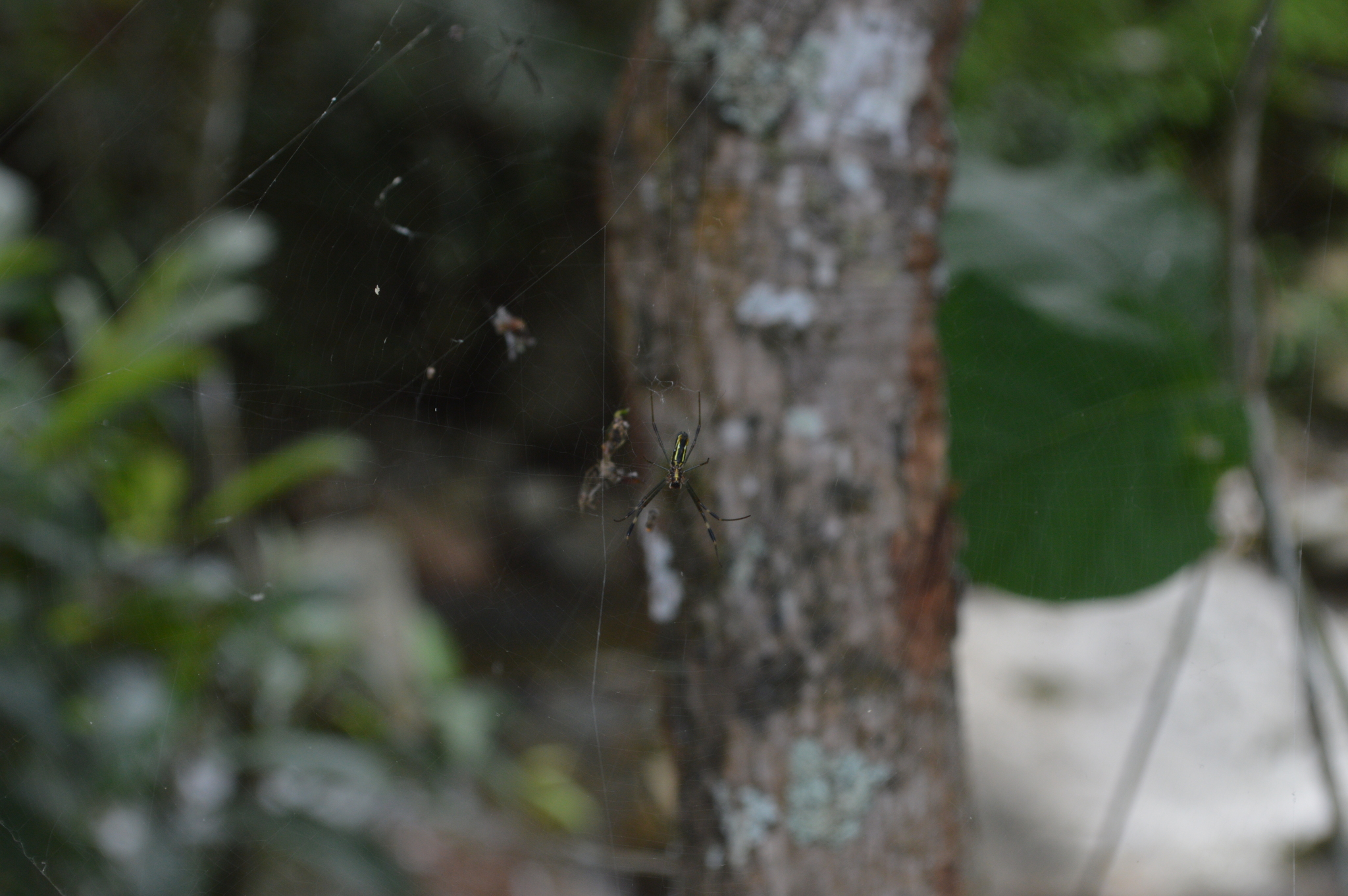 Trichonephila clavipes image