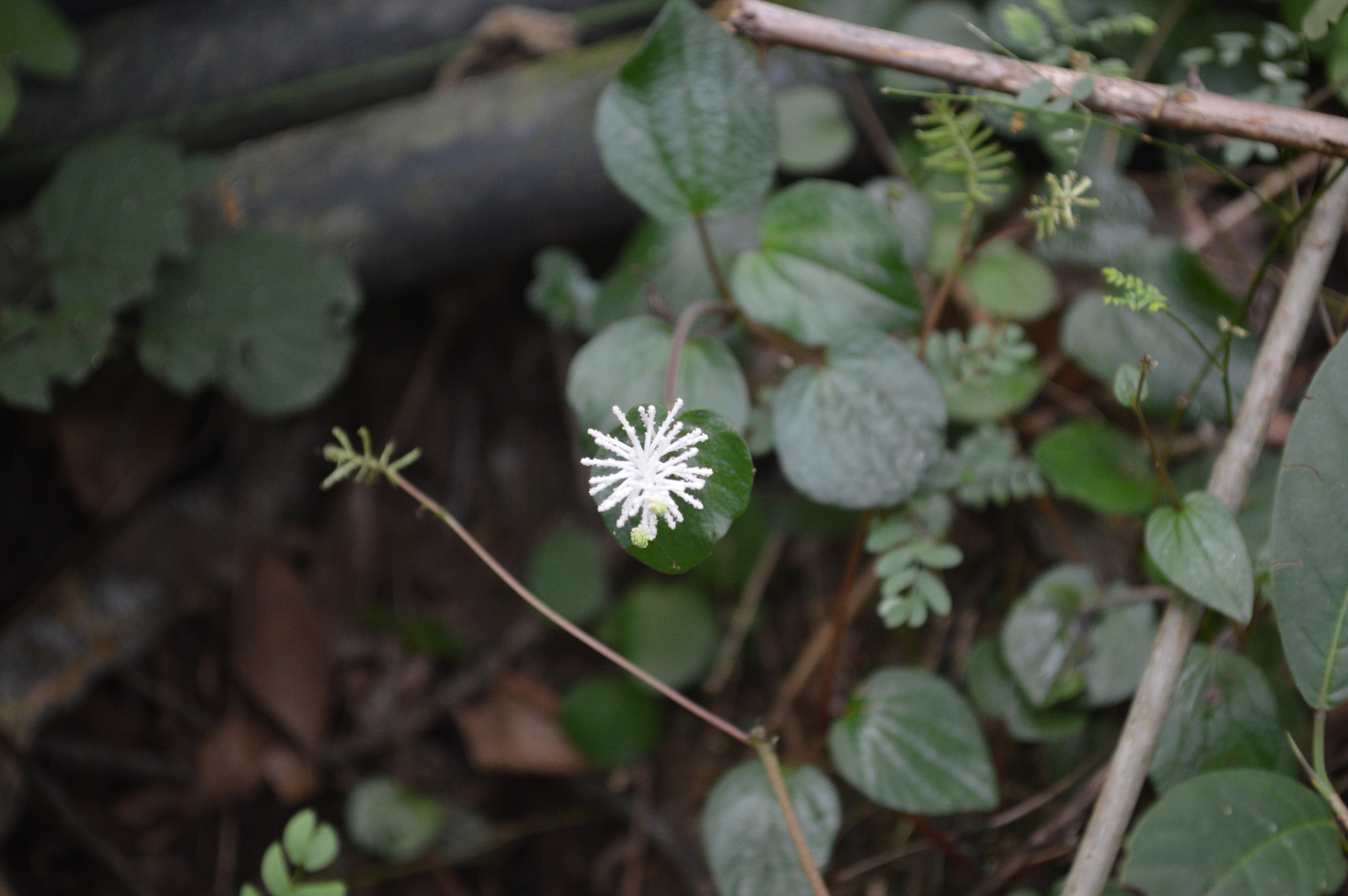 Piperaceae image