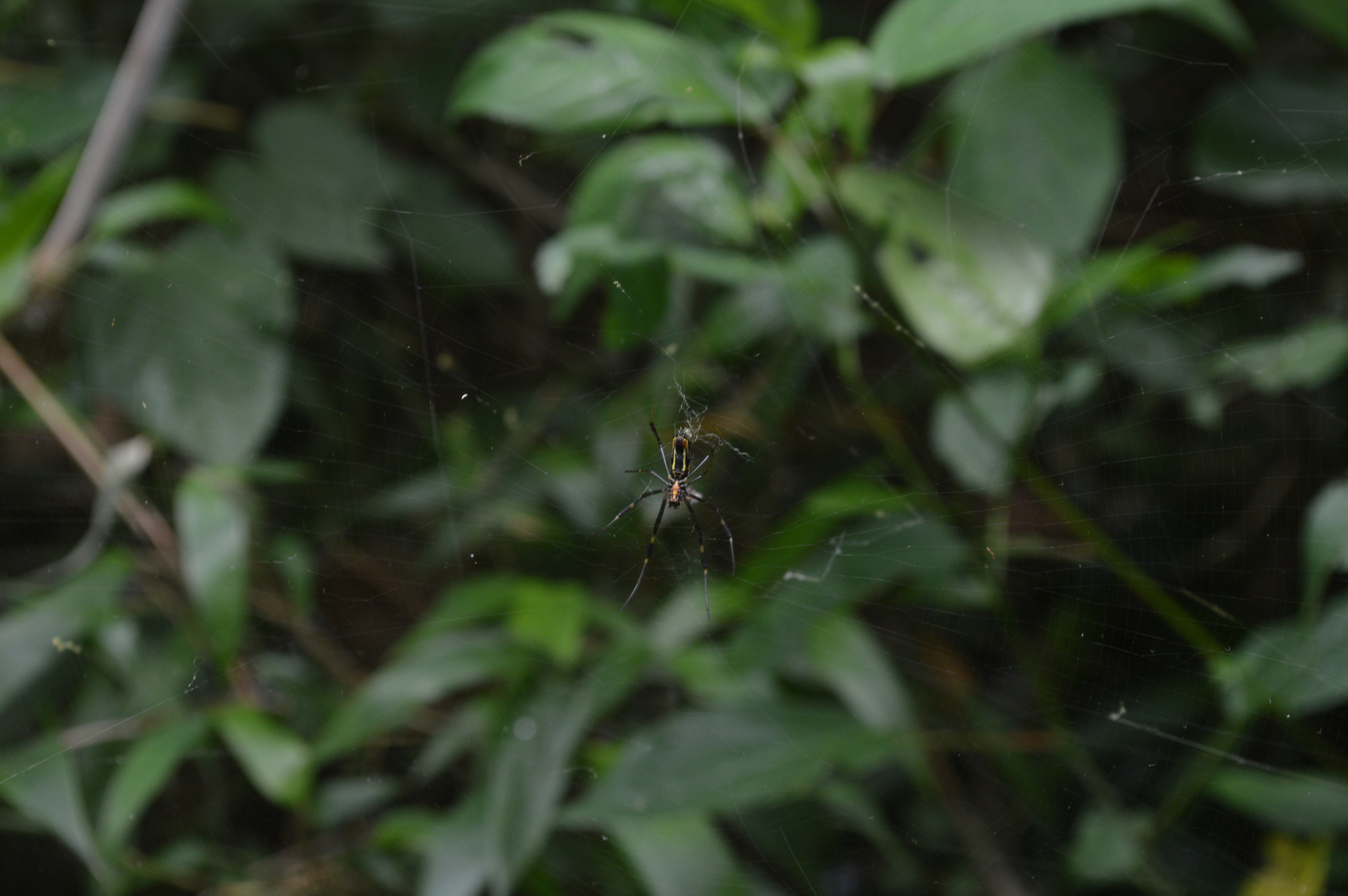 Araneidae image