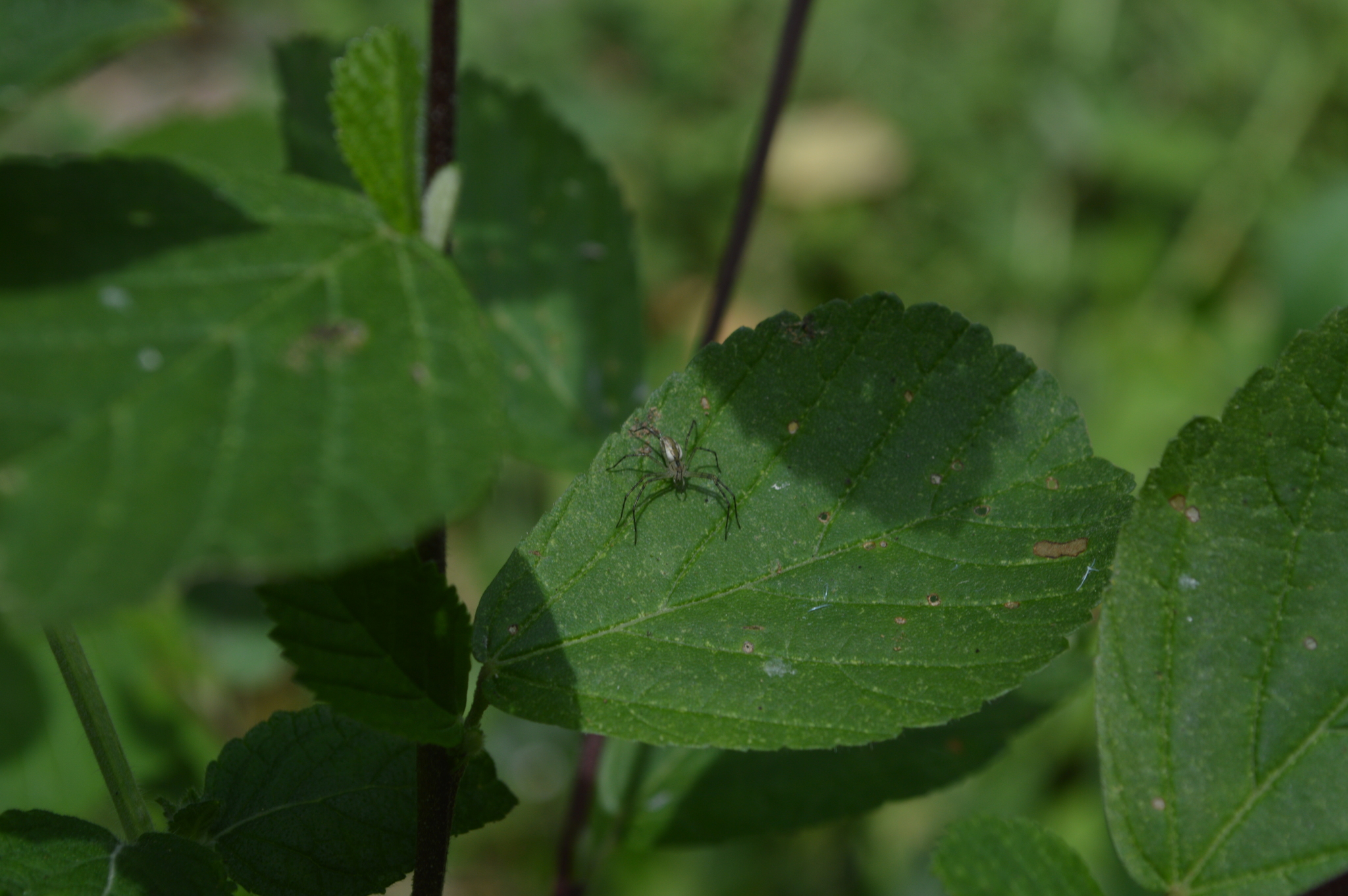 Peucetia rubrolineata image