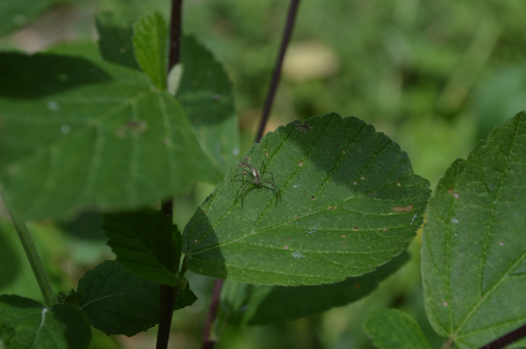 Peucetia rubrolineata image