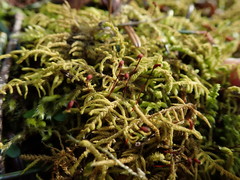 Claopodium crispifolium