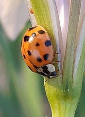 Harmonia axyridis