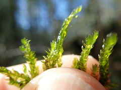 Hygrohypnella ochracea