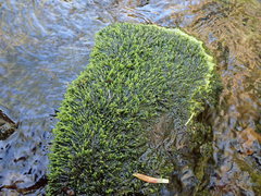 Hygrohypnella ochracea