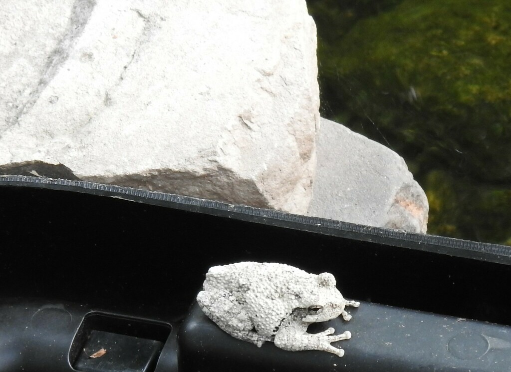 Gray Treefrog Species Complex from Potomac, MD, USA on June 14, 2020 at ...