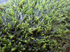 Hygrohypnella ochracea