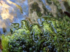 Hygrohypnella ochracea