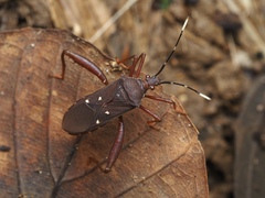Leptoscelis quadrisignatus image
