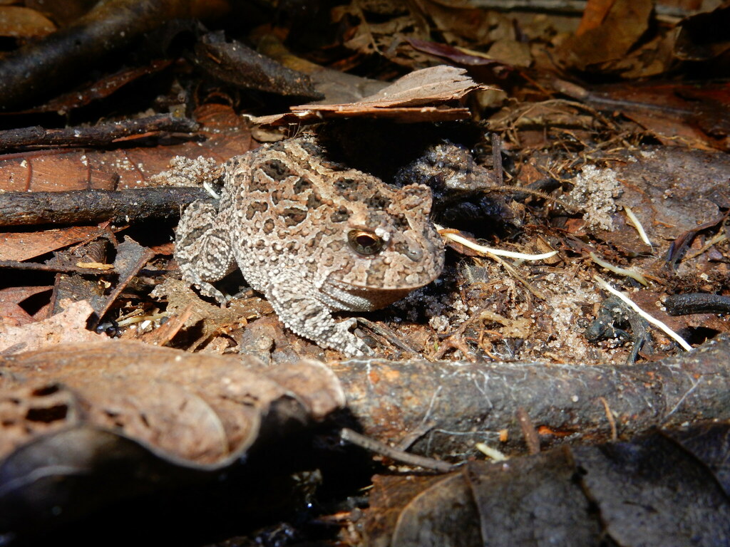 Proceratophrys dibernardoi
