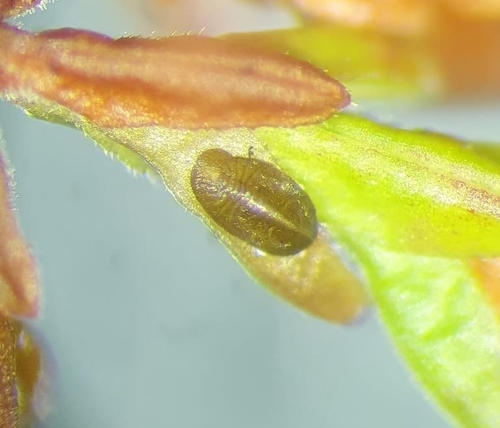 Calluneyrodes callunae