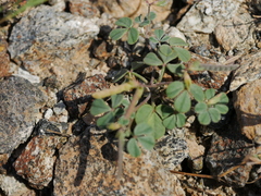 Argyrolobium roseum