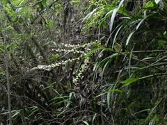 Epidendrum tridactylum, photograph (c) Thomaz Ricardo Favreto Sinani, some rights reserved (CC BY)