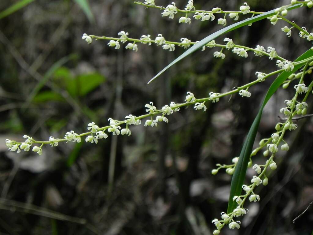 Epidendrum tridactylum