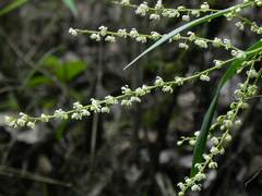 Epidendrum tridactylum