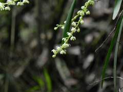 Epidendrum tridactylum, photograph (c) Thomaz Ricardo Favreto Sinani, some rights reserved (CC BY)