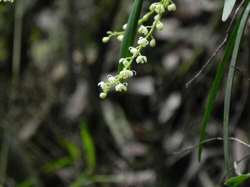 Epidendrum tridactylum, photograph 1