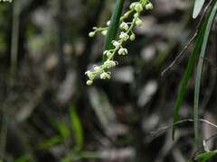 Epidendrum tridactylum, photograph (c) Thomaz Ricardo Favreto Sinani, some rights reserved (CC BY)