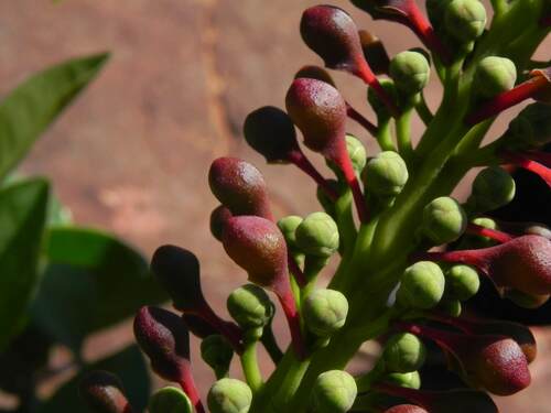 Image of Norantea guianensis by (c) Thomaz Ricardo Favreto Sinani, some rights reserved (CC BY)