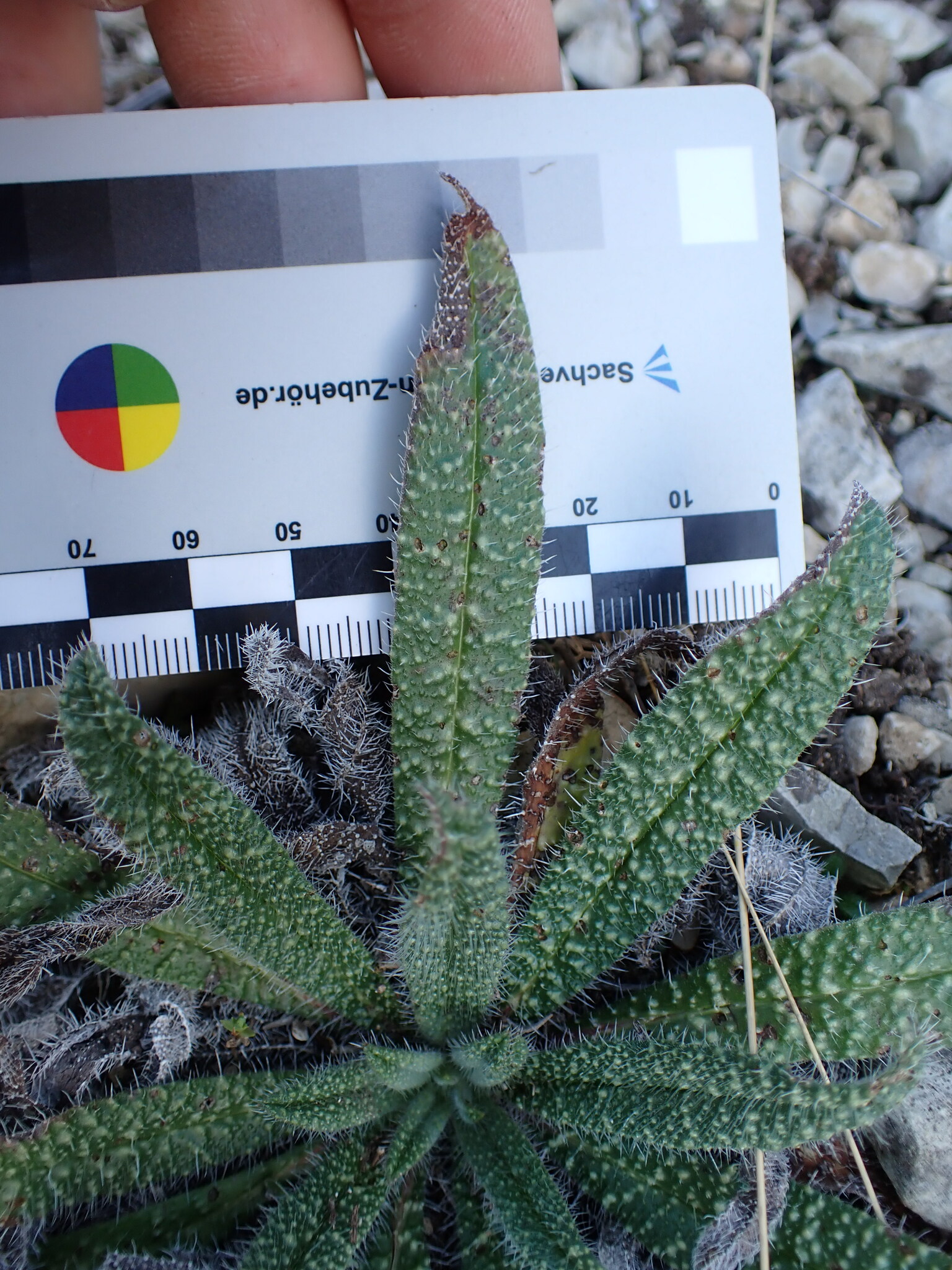 Echium vulgare pustulatum