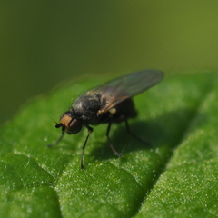 Phytomyza gymnostoma