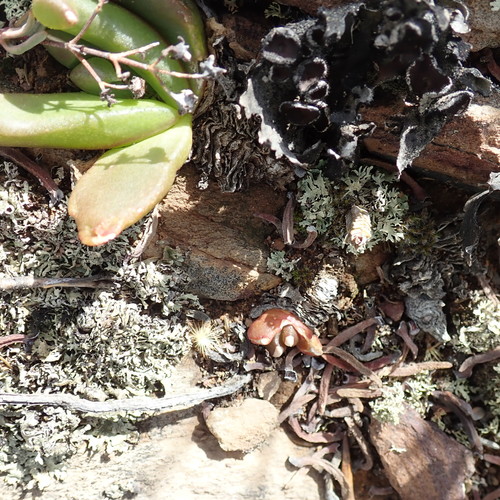 Image of Shade Tonguefig (Glottiphyllum depressum) by no rights reserved