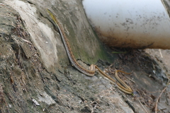 Amphiesma stolatum