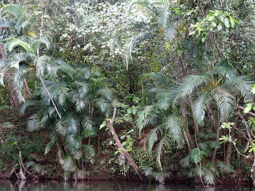 Dypsis lutescens image