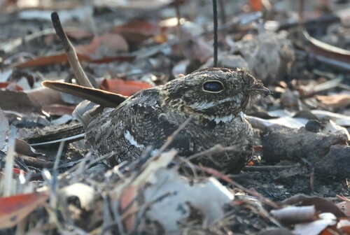 Square-tailed Nightjar (Caprimulgus fossii), photo 6