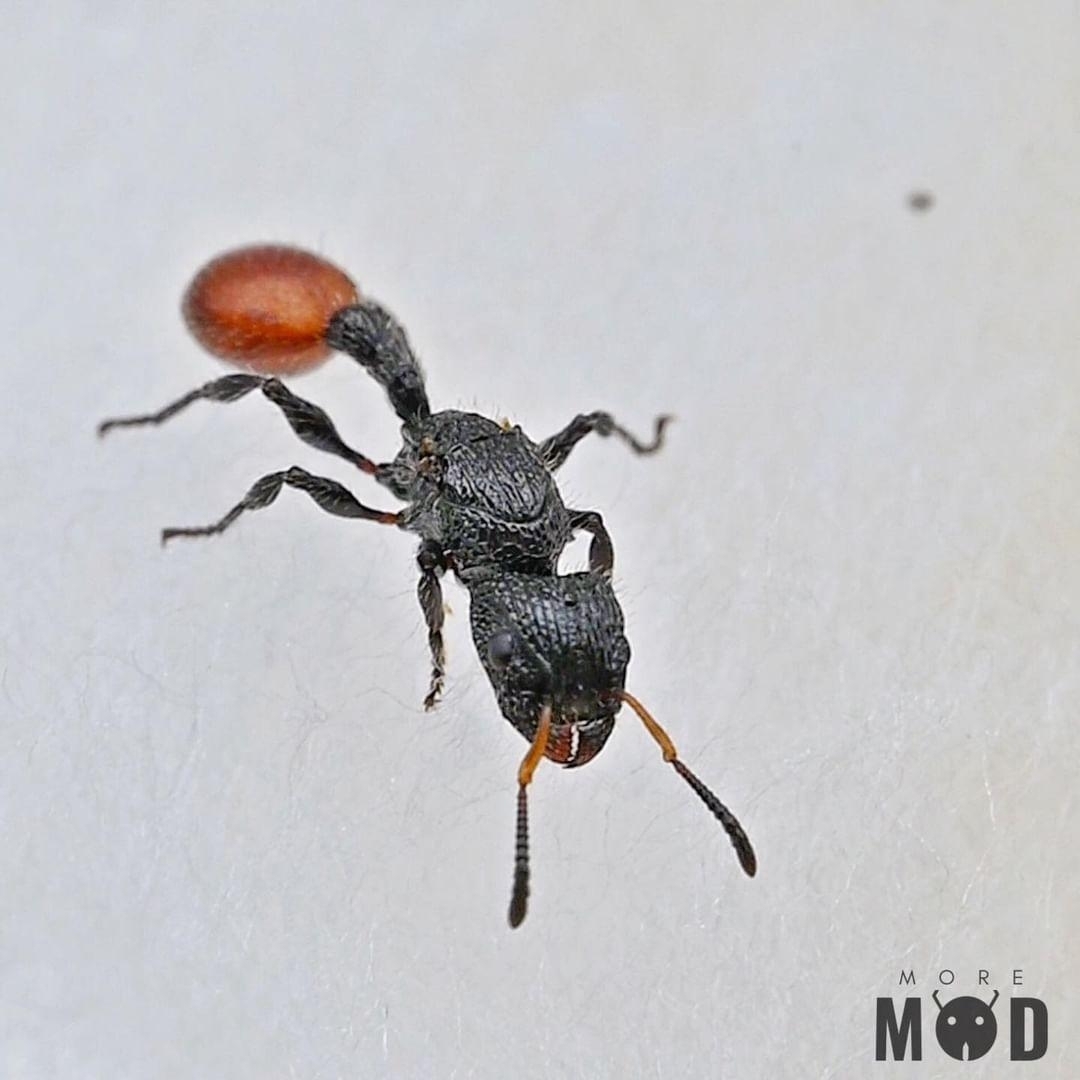 Dilobocondyla rufida