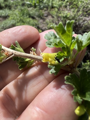 Image of woolly-flowered gooseberry by (c) Steve Matson, some rights reserved (CC BY)